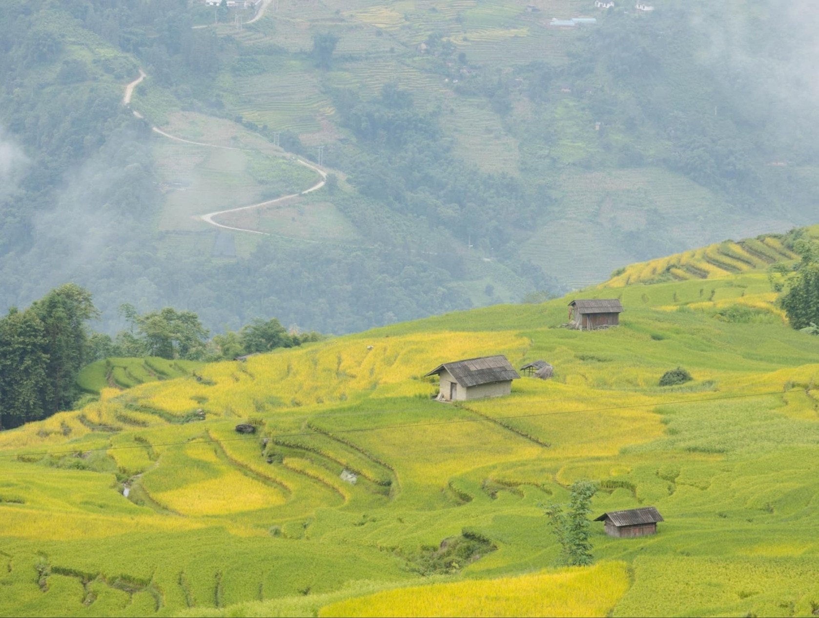 Cung đường ở Lào Cai mùa lúa chín gây sốt, khách ngỡ ‘chốn bồng lai’ - 3