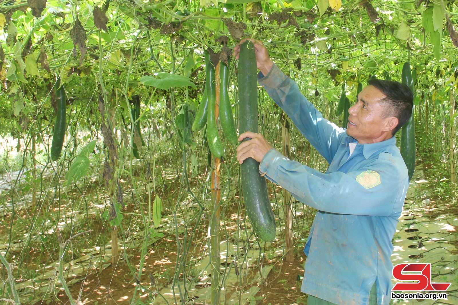 Thành viên HTX Thanh Sơn, xã Yên Sơn, huyện Yên Châu thu hoạch bí xanh.