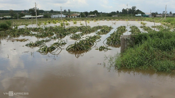 Nước lũ đầu nguồn đổ về khiến Hàm Thuận Nam ngập nặng, hàng chục ha thanh long bị hư hại