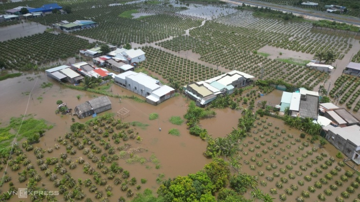 Nước lũ đầu nguồn đổ về khiến Hàm Thuận Nam ngập nặng, hàng chục ha thanh long bị hư hại