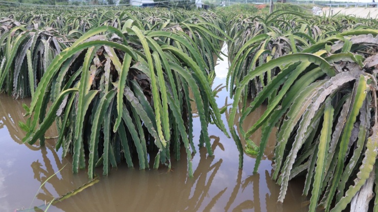 Nước lũ đầu nguồn đổ về khiến Hàm Thuận Nam ngập nặng, hàng chục ha thanh long bị hư hại