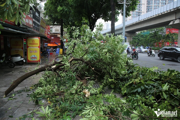 Mưa giông kinh hoàng tàn phá Đống Đa, Thanh Xuân: Cây đổ ngổn ngang, đèn giao thông bị quật ngã