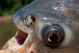 Media - Cá có răng giống người xuất hiện tại một hồ nước ở Mỹ