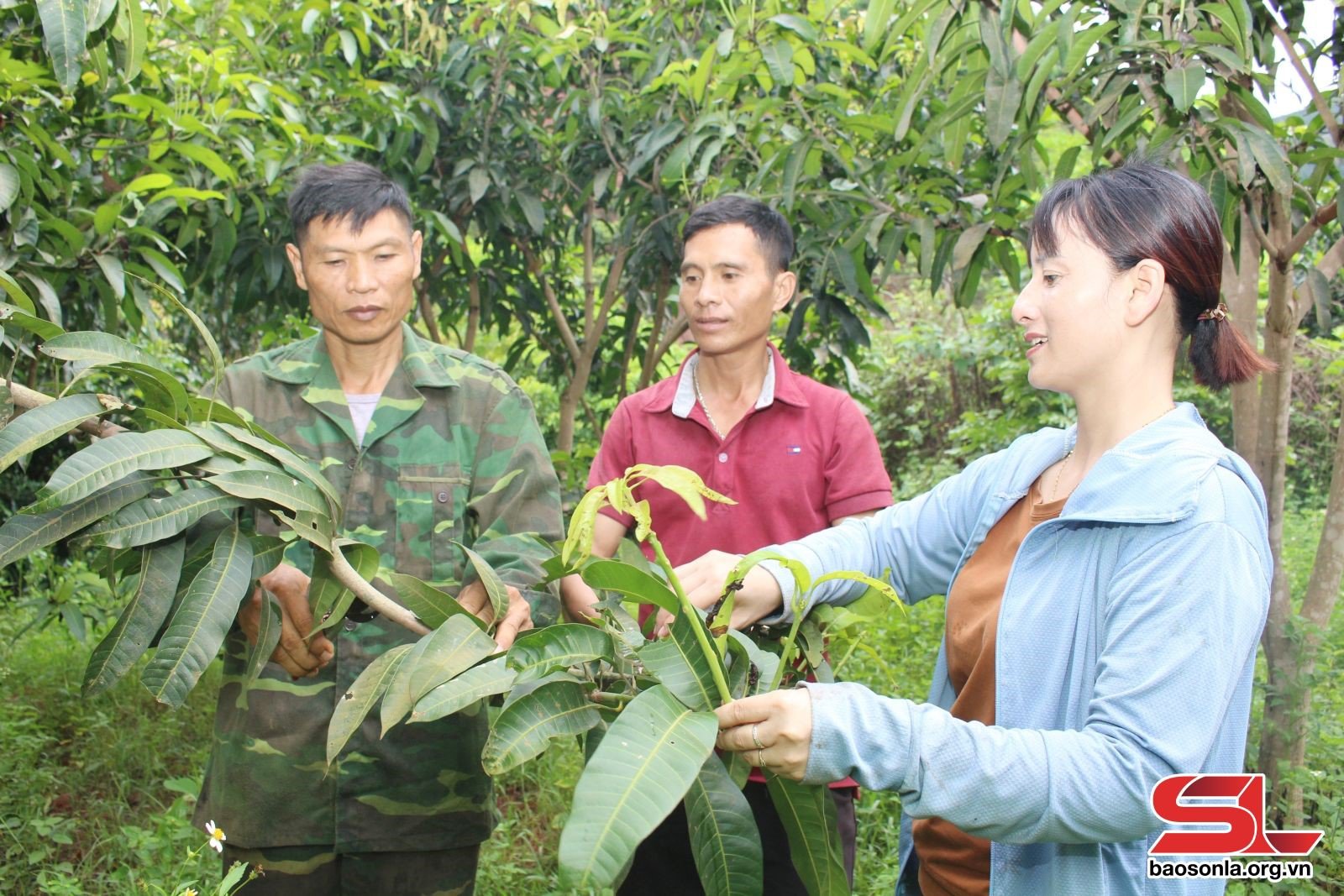 Thành viên HTX Nông nghiệp Mường Bú, huyện Mường La, trao đổi kỹ thuật chăm sóc cây trồng sau thu hoạch.