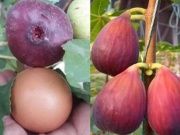 Thị trường - Tiêu dùng - Quả lạ to như trứng gà, bên trong đầy mật, ở Việt Nam trồng thành công, bán 300.000 đồng/kg