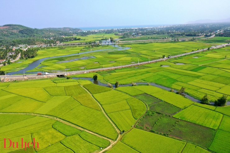 “Thung lũng đồng lúa’ đẹp nao lòng ở thị xã Hoài Nhơn - 1