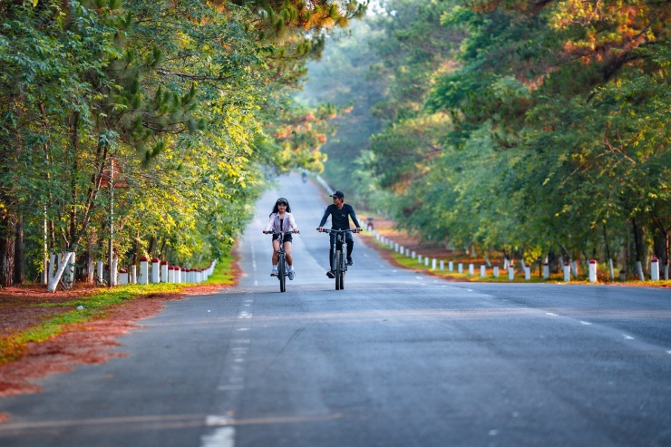 Khoảnh khắc sáng sớm tại đường thông Măng Đen. Ảnh: Hội Du Lịch Măng Đen