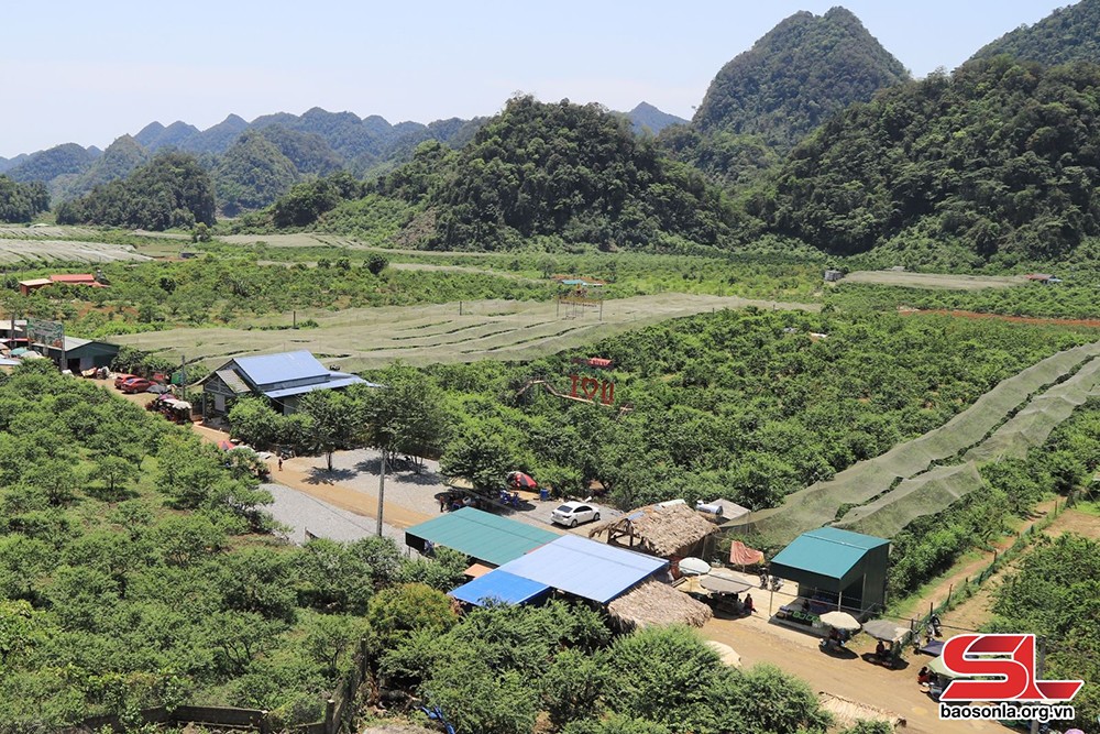 Nhiều diện tích ở thung lũng mận Nà Ka, huyện Mộc Châu được phủ lưới chống mưa đá.