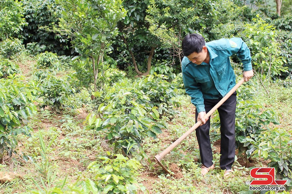 Nông dân xã Chiềng La chăm sóc diện tích cây cà phê.