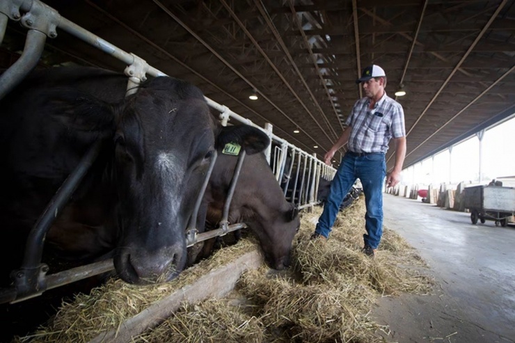 Bò Wagyu được nuôi dưỡng cẩn thận với chế độ ăn uống bao gồm ngũ cốc, cỏ và các loại thức ăn đặc biệt như lúa mạch, đậu nành, cỏ alfalfa. Ảnh: CBC