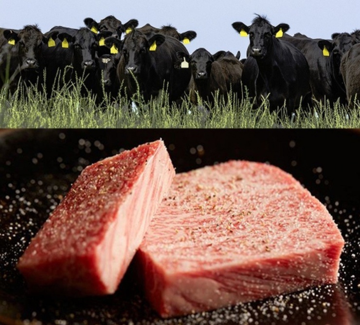 Chế độ ăn này vừa đảm bảo sức khỏe cho bò mà còn giúp tạo vân mỡ cẩm thạch trong thịt. Ảnh: Japan Product