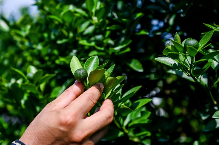 Nông dân vựa quất lớn nhất Nam Định nơm nớp lo lỡ vụ Tết - 2