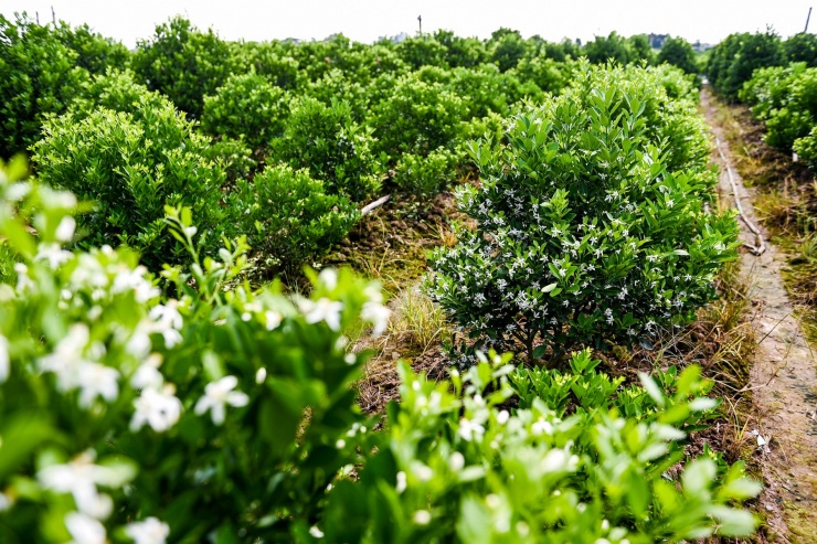 Thời điểm hiện tại, cây phải đậu được quả, nếu chỉ có mỗi hoa thì sẽ phải chăm sóc lại để cho vụ sau