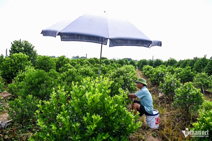 Ông Trần Văn Đoan chăm sóc lại những vườn quất đậu quả sai dịp để phục vụ cho năm sau