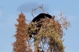 Media - Đang câu cá, người đàn ông bắt gặp cảnh tượng đáng sợ trên cây