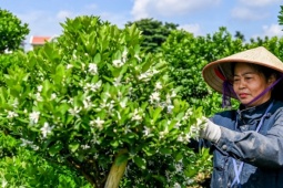 Thị trường - Tiêu dùng - Nông dân vựa quất lớn nhất Nam Định nơm nớp lo lỡ vụ Tết