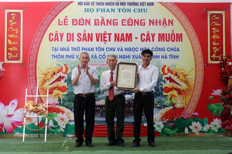 Cây muỗm cổ thụ 360 năm tuổi tại Hà Tĩnh được công nhận Cây Di sản Việt Nam