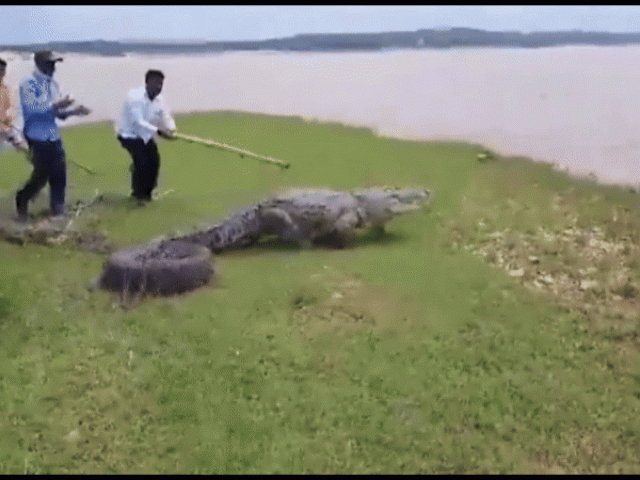 Nông dân dùng gậy 'hộ tống' cá sấu gần 4 mét trở lại sông