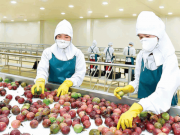 Thị trường - Tiêu dùng - Xuất khẩu rau quả Việt tăng mạnh, có loại sắp vào ‘câu lạc bộ’ tỷ USD