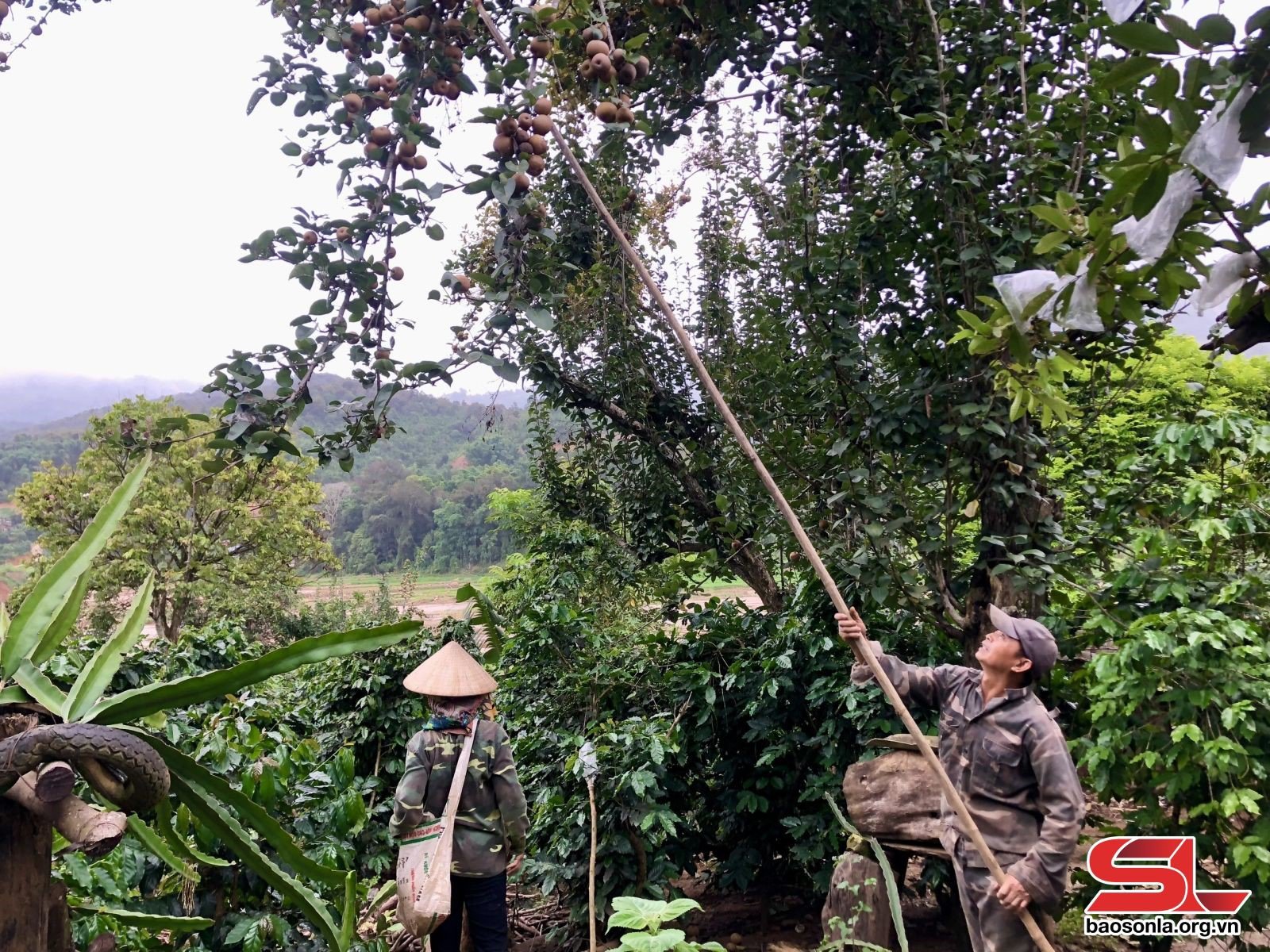 Nông dân bản Nà Cà thu hái quả mắc coọc.