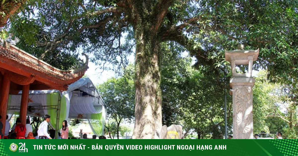 Video cận cảnh cây muỗm 360 năm tuổi vừa được công nhận Cây Di sản Việt Nam