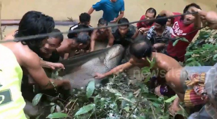Con cá tra dầu nặng 200kg.