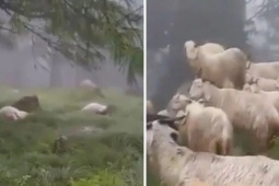 Media - Clip: Sét bất ngờ đánh chết 30 con dê đang gặm cỏ trên cánh đồng