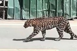 Media - Clip: Báo bất ngờ đi dạo trên phố, người dân kéo nhau ra đứng xem