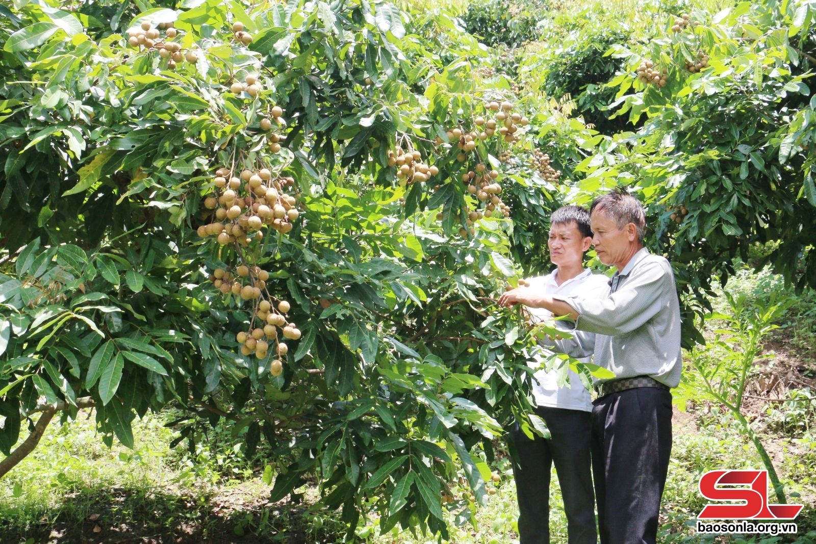 Nhân rộng các mô hình kinh tế - 1