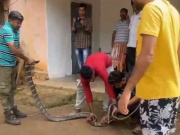 Phi thường - kỳ quặc - Clip: Bắt được rắn hổ mang chúa khổng lồ dài 3,3 mét, nặng 6,7 kg