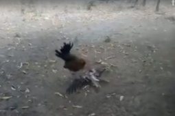 Phi thường - kỳ quặc - Diều hâu bị gà biến thành trò cười khi chạy quanh bụi cây