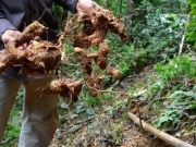 Thị trường - Tiêu dùng - Cây “cứu đói” ăn được cả quả lẫn rễ, giá hơn 300.000đ/kg, ở Việt Nam mọc hoang cực nhiều