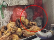 Tin tức trong ngày - Kinh hãi chuột ‘quần thảo’ khay thức ăn trong quán phở Hà Nội