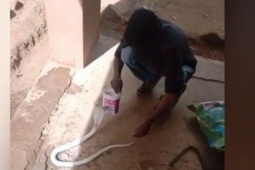 Phi thường - kỳ quặc - Người đàn ông sốc nặng khi thấy rắn hổ mang bạch tạng bò vào nhà