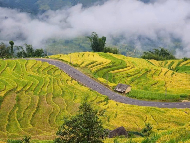 Mùa vàng Y Tý là thời gian được nhiều nhiếp ảnh gia lựa chọn để sáng tác. Ảnh Phờ Suy Thó.