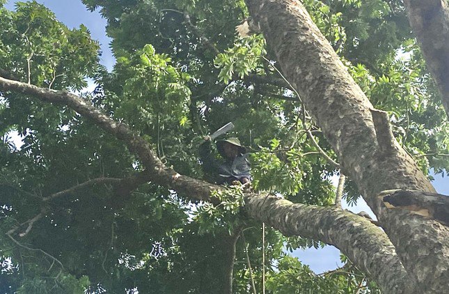 Chuẩn bị ứng phó siêu bão Yagi: Người dân Chương Mỹ đa dạng hóa phương tiện và chặt tỉa cây xanh