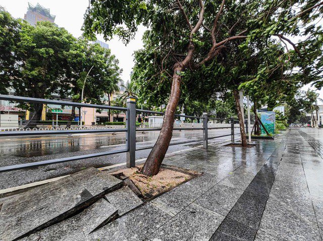 Cây bị bật gốc do gió mạnh.