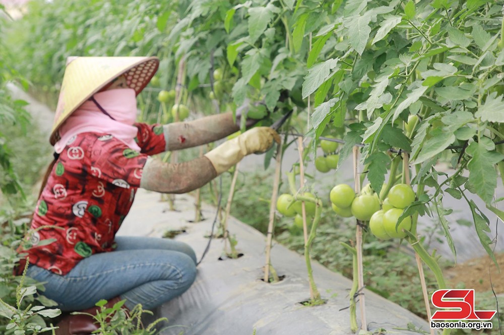 HTX Mộc Vân Green, bản Suối Lìn, xã Vân Hồ đầu tư nhà lưới sản xuất rau an toàn.