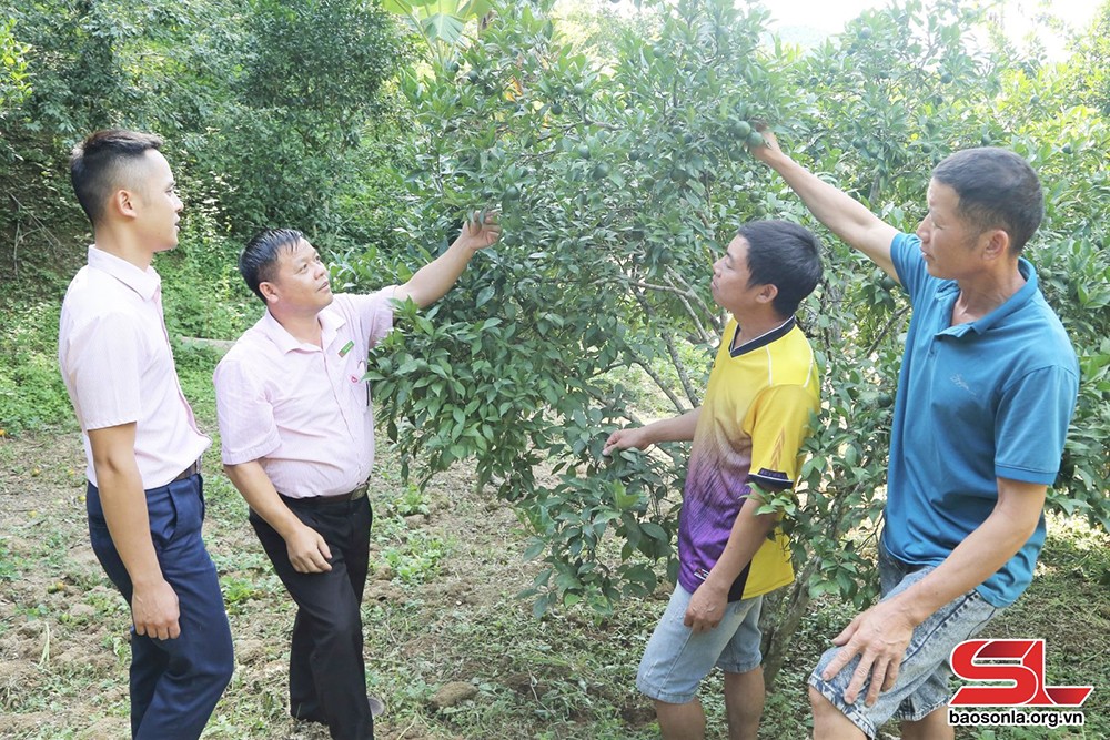 Mô hình cây ăn quả có múi của nông dân xã Nậm Lạnh, huyện Sốp Cộp.