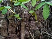 Thị trường - Tiêu dùng - Vào rừng săn “rồng đất”: Nhìn như khúc củi mà giá khá “chát”, ở Việt Nam có đầy