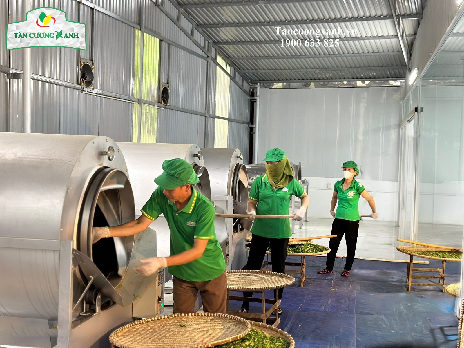 Tân Cương Xanh - Thương hiệu trà thái nguyên ngon chính gốc! - 3