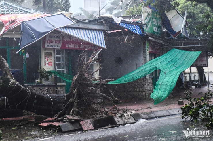 Bão số 3 tàn phá khu du lịch Bãi Cháy: Cây đổ, cầu cấm