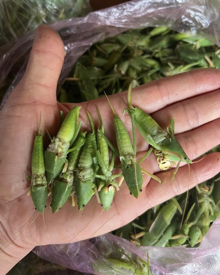 800 nghìn/kg vẫn đắt hàng, ‘tóp mỡ xanh’ thành món ăn của nhà giàu Hà Nội