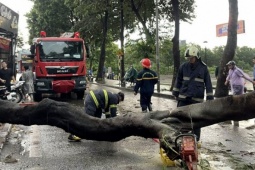 Cây đổ trong bão Yagi: 2 người tử vong, 9 người bị thương