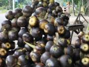 Thị trường - Tiêu dùng - Việt Nam có 2 loại quả bình dân giá rẻ, sang nước ngoài "hô biến" thành món có giá tiền triệu