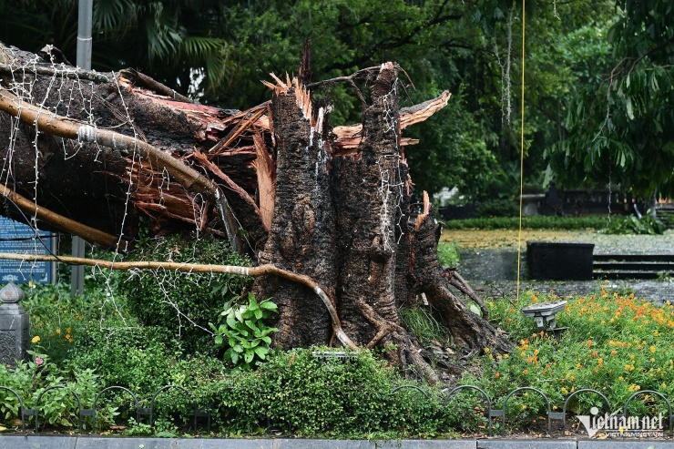 Hà Nội ngổn ngang cây đổ sau bão Yagi, phố đi bộ quanh Hồ Hoàn Kiếm tạm dừng hoạt động