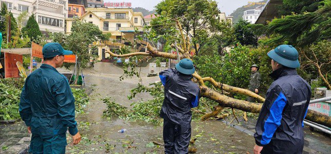 
Cây gãy đổ trên thị trấn Tam Đảo. Ảnh: Cao Phong