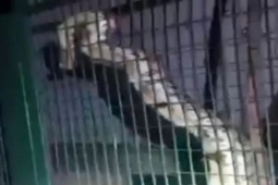 Media - Clip: Trăn khổng lồ bất ngờ "đột nhập" vào nhà máy điện