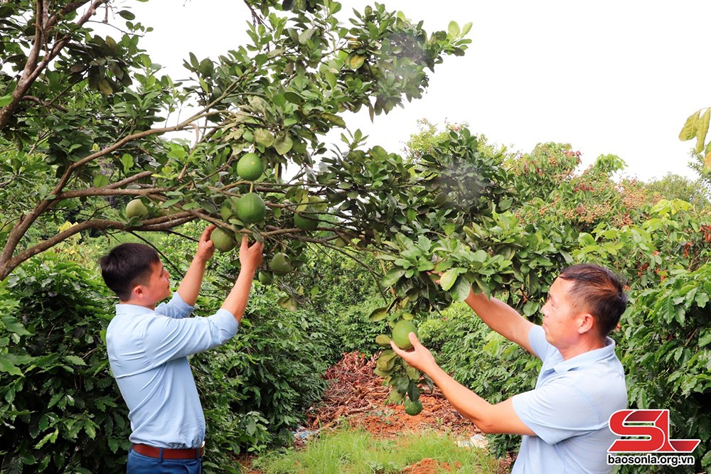 Mô hình trồng bưởi diễn xen canh với cà phê của nông dân xã Chiềng Ban, huyện Mai Sơn.