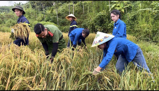 Đoàn viên thanh niên tham gia thu hoạch lúa giúp nông dân. Ảnh: Đoàn Thanh niên Công an Nghệ An